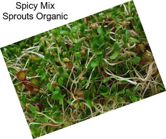 Spicy Mix Sprouts Organic