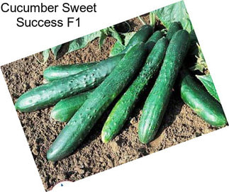 Cucumber Sweet Success F1