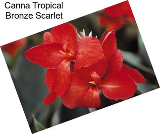 Canna Tropical Bronze Scarlet