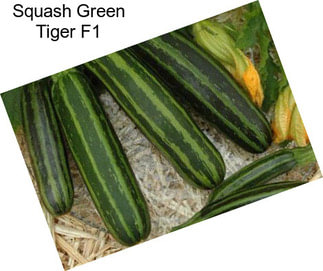 Squash Green Tiger F1