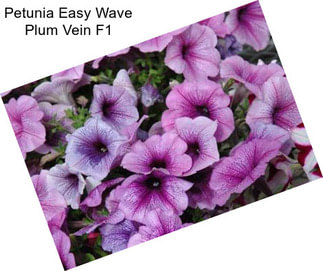 Petunia Easy Wave Plum Vein F1