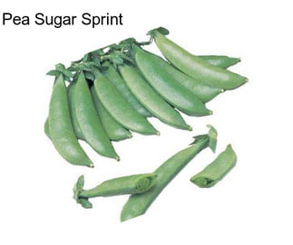 Pea Sugar Sprint