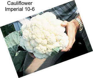 Cauliflower Imperial 10-6