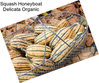 Squash Honeyboat Delicata Organic