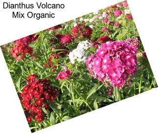 Dianthus Volcano Mix Organic