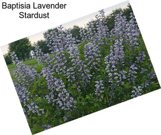 Baptisia Lavender Stardust