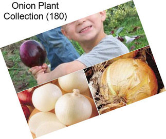 Onion Plant Collection (180)