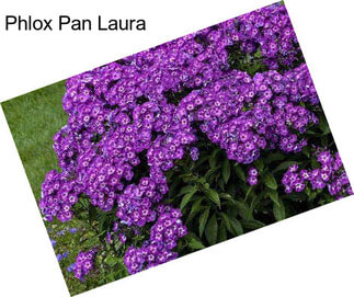 Phlox Pan Laura