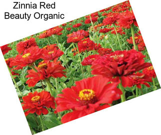 Zinnia Red Beauty Organic