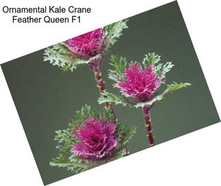 Ornamental Kale Crane Feather Queen F1