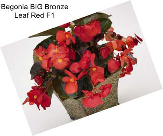 Begonia BIG Bronze Leaf Red F1