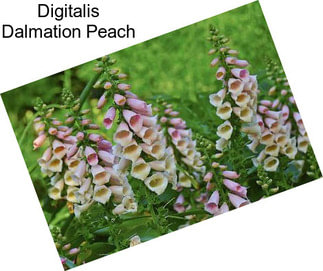 Digitalis Dalmation Peach