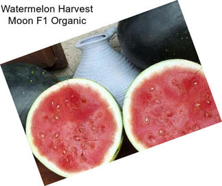 Watermelon Harvest Moon F1 Organic