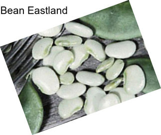 Bean Eastland