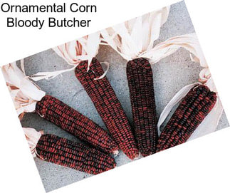 Ornamental Corn Bloody Butcher