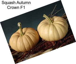 Squash Autumn Crown F1