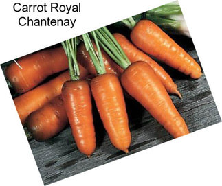 Carrot Royal Chantenay