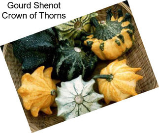 Gourd Shenot Crown of Thorns