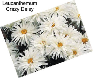 Leucanthemum Crazy Daisy