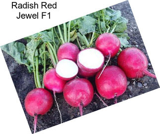 Radish Red Jewel F1