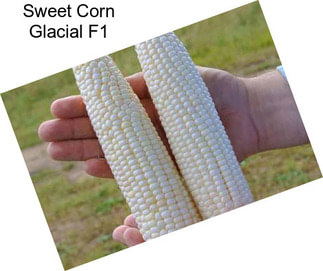 Sweet Corn Glacial F1