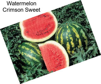 Watermelon Crimson Sweet