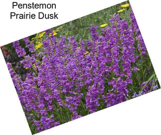 Penstemon Prairie Dusk