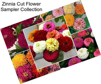 Zinnia Cut Flower Sampler Collection