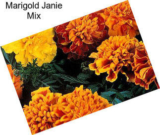 Marigold Janie Mix