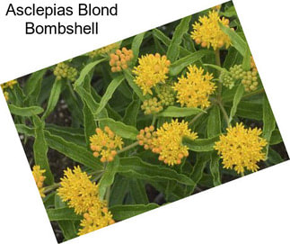 Asclepias Blond Bombshell