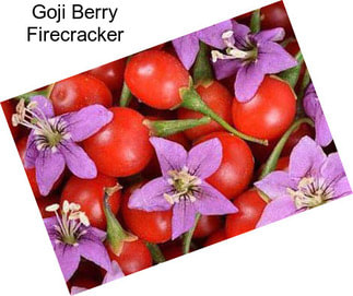 Goji Berry Firecracker