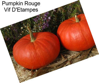 Pumpkin Rouge Vif D\'Etampes