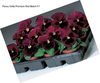 Pansy Delta Premium Red Blotch F1