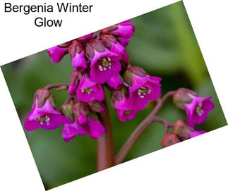 Bergenia Winter Glow