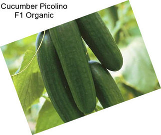 Cucumber Picolino F1 Organic