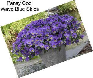 Pansy Cool Wave Blue Skies