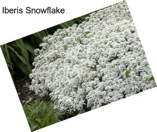 Iberis Snowflake