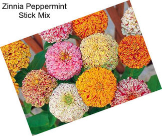 Zinnia Peppermint Stick Mix