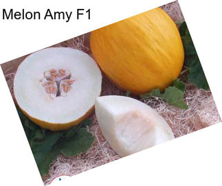 Melon Amy F1