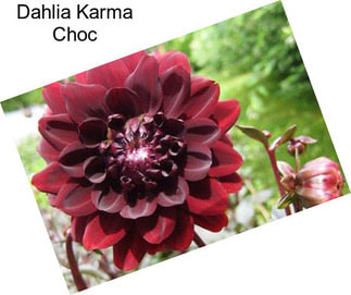 Dahlia Karma Choc