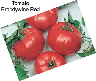 Tomato Brandywine Red
