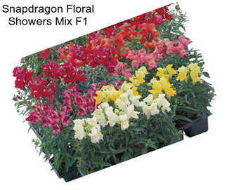 Snapdragon Floral Showers Mix F1