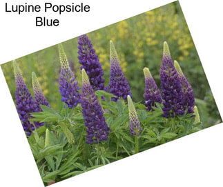 Lupine Popsicle Blue