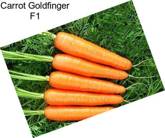 Carrot Goldfinger F1