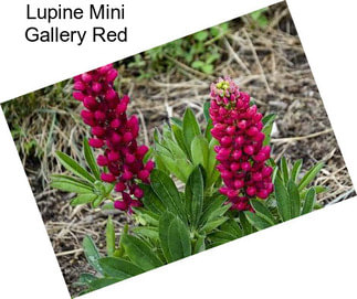 Lupine Mini Gallery Red