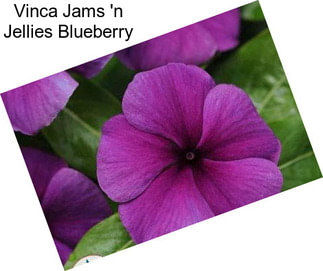 Vinca Jams \'n Jellies Blueberry