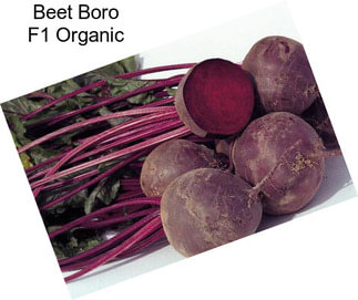 Beet Boro F1 Organic