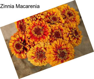 Zinnia Macarenia