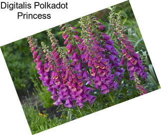 Digitalis Polkadot Princess