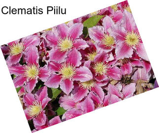 Clematis Piilu